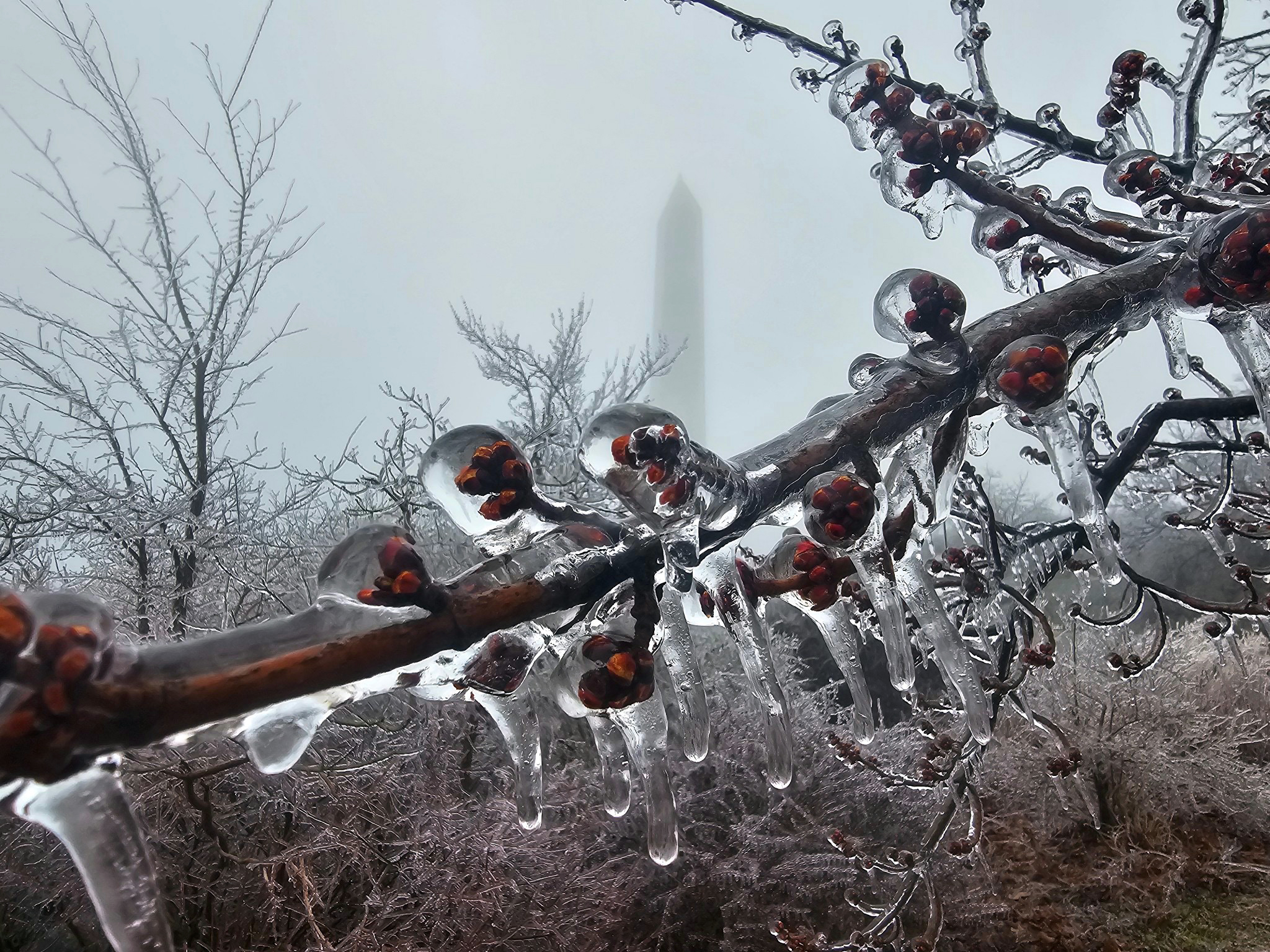 Ice-encased branch with High Point Monument in the background resulting from freezing rain on the morning of March 23rd (courtesy of Shawn Viggiano).