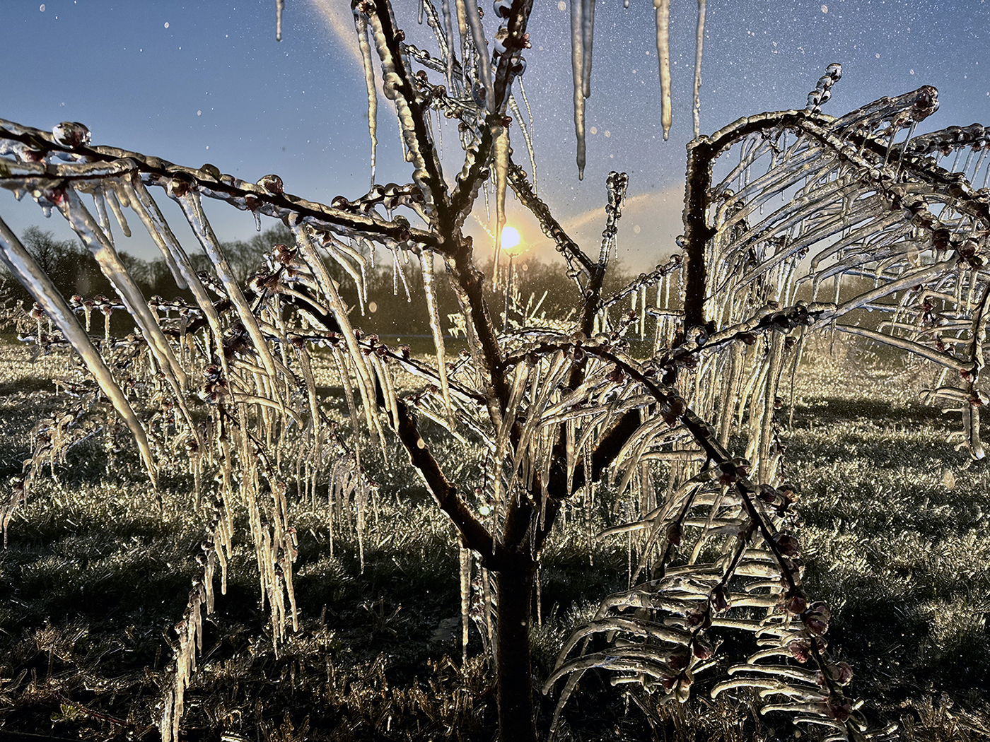 Ice-encased peach tree branches at 6:30 AM on April 8th. Water was sprayed on the trees at the Stephen Specca Farms in Jacksonville (Springfield Township, Burlington County) to provide insulative ice cover, protecting the buds from temperatures that fell into the upper 20°s. Photo courtesy of D. Specca. Ice-encased peach tree branches at 6:30 AM on April 8th. Water was sprayed on the trees at the Stephen Specca Farms in Jacksonville (Springfield Township, Burlington County) to provide insulative ice cover, protecting the buds from temperatures that fell into the upper 20°s. Photo courtesy of D. Specca.