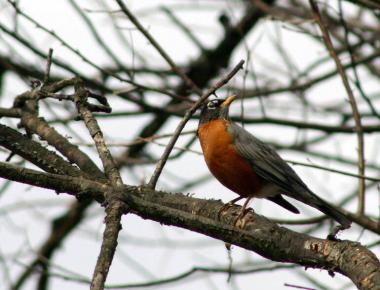 A Robin signals the arrival of spring in Hawthorne (Passaic County) on March 20th. Photo by Judy Kopitar.