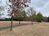 Trees and grass impacted by excessively dry conditions on Livingston Campus at Rutgers University in Piscataway (Middlesex County). Photo taken by D. Robinson on August 1st.