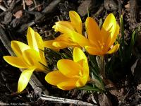 Crocuses photo