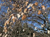 Damaged magnolia flowers on March 29th at Rutgers University Livingston Campus in Piscataway