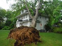 Tree on house