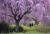 Cherry Blossom trees in full bloom at Branch Brook Park in Newark (Essex County) on April 10th. Photo by Tariq Zehawi/NorthJersey.com.