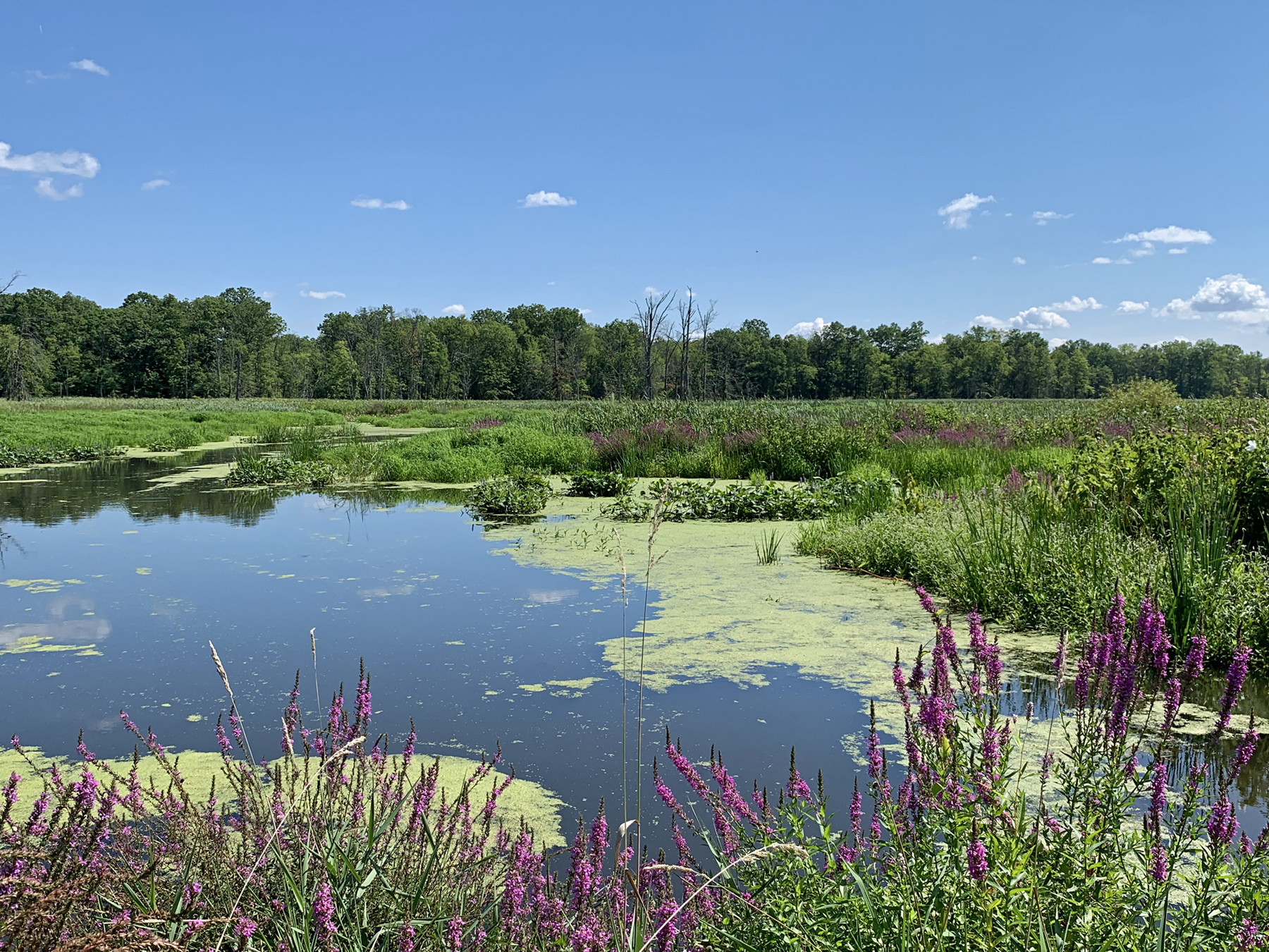 The Great Swamp National Wildlife Refuge (Morris County) on August 24th. While August 22nd rain proved beneficial, the water level is normally higher. Photo taken by D. Robinson.