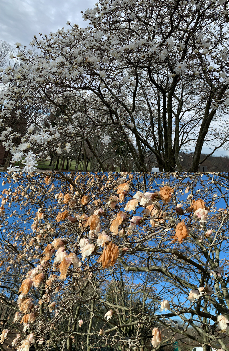 Blossoming magnolia on Rutgers’ Livingston Campus in Piscataway (Middlesex) on March 27, 2023, (top) and March 29, 2022 (bottom).