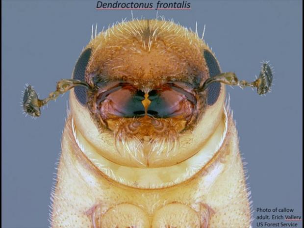 Southern Pine Beetle