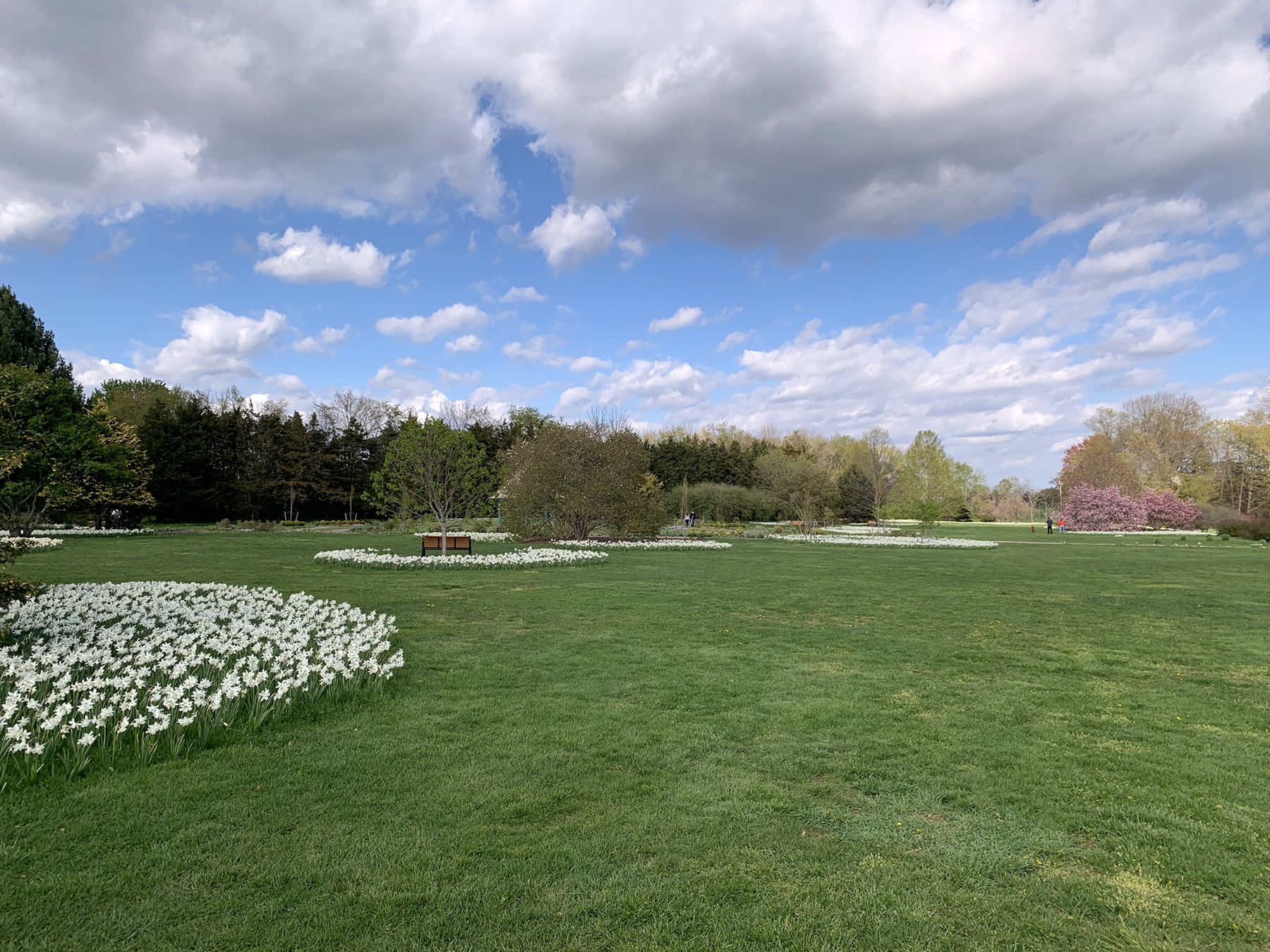 Daffodils gardens in Colonial Park in Franklin Township on April 25th