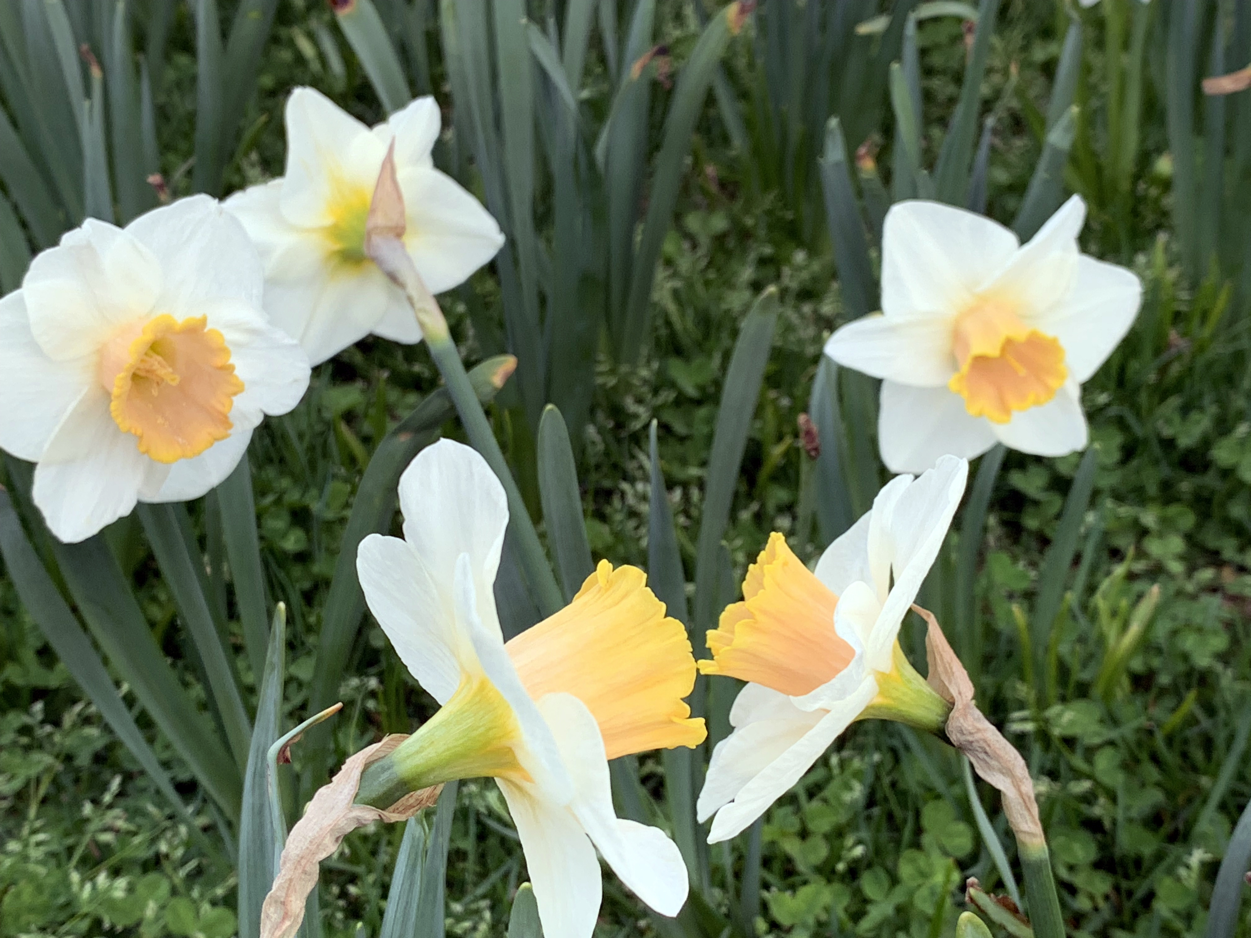 Daffodils chat with each other in the foreground on April 16th in Franklin Twp. (Somerset County), as two others eavesdrop in the background along with one that couldn't care less. 