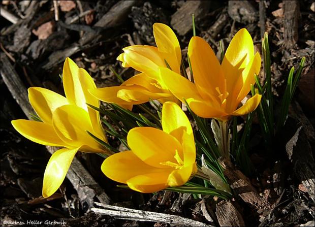 Crocuses photo