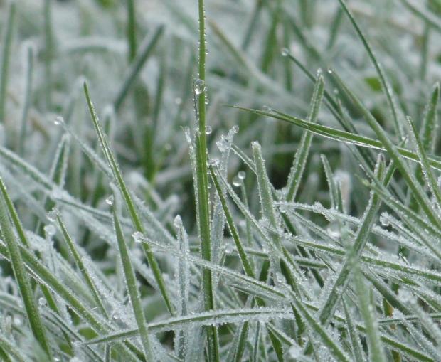 Frost on grass