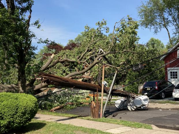 Tree blown over from June 3rd derecho
