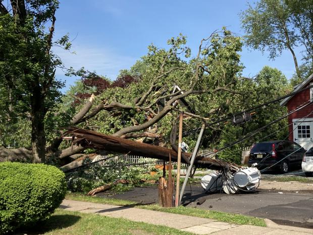 Tree blown over from June 3rd derecho