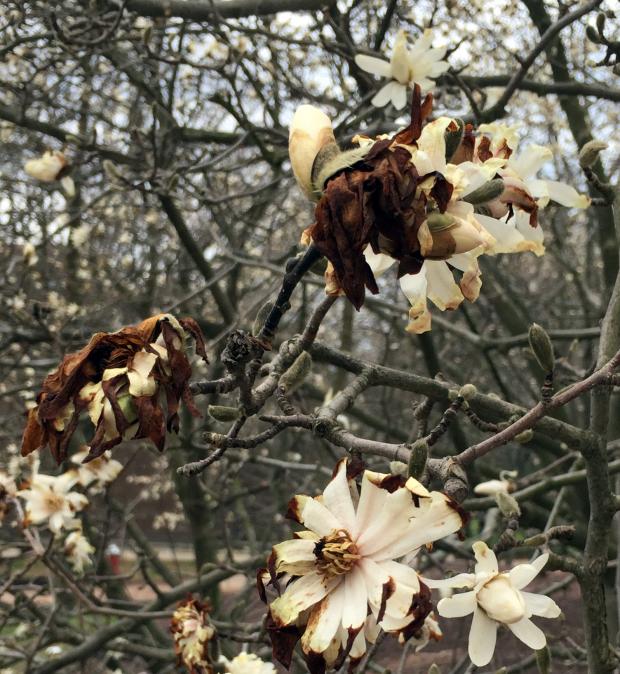 Damaged Magnolia