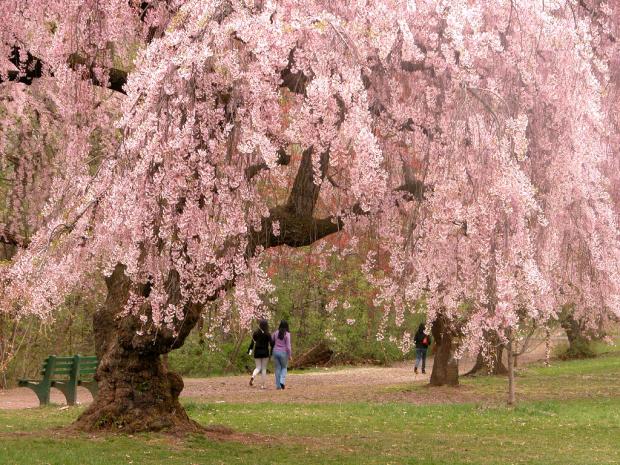 Cherry blossom photo