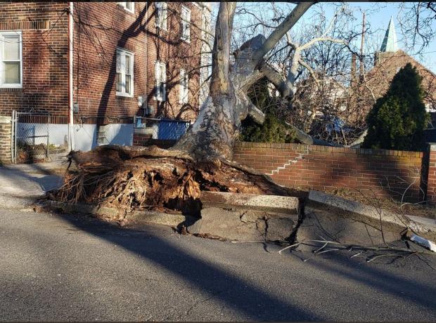 Tree felled by wind