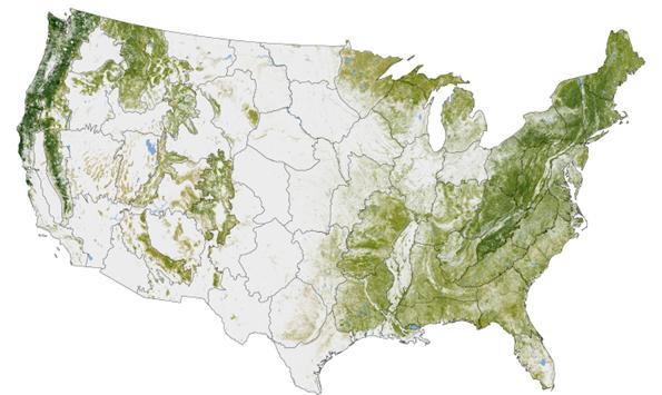 Aboveground woody biomass