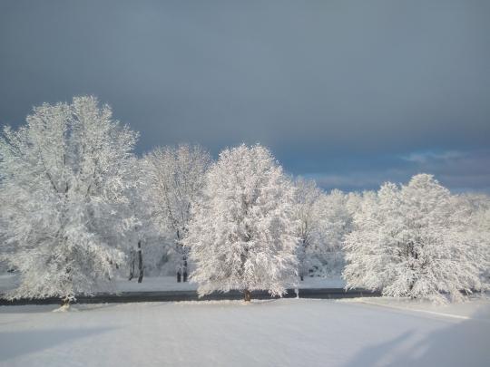 New Jersey Weather And Climate Network Snow Clings To The Trees And Ground In Sville Warren County On Morning Of March 4th Photo By Dave Dabour
