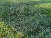Dew spider web on the morning of October 14th in Sussex County